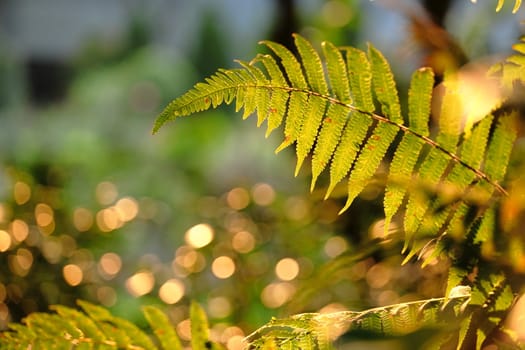 leaf in forest with sun light