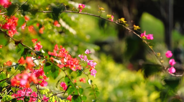 flower in spring time