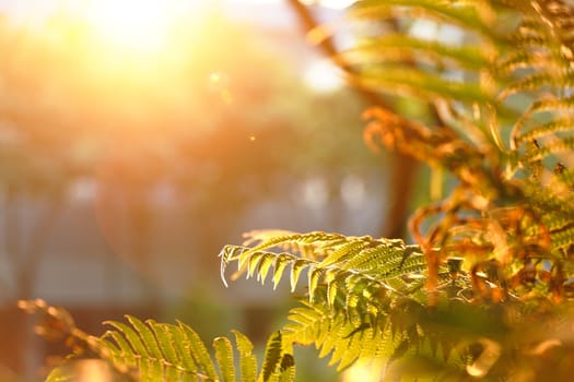 leaf with sun ray