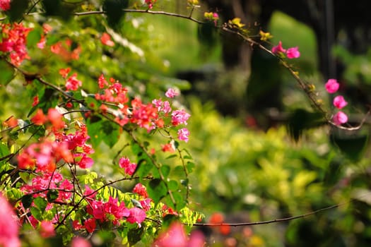 flower in spring time