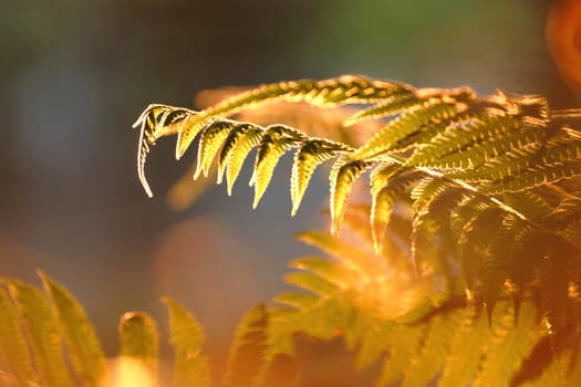 leaf in forest with sunshine