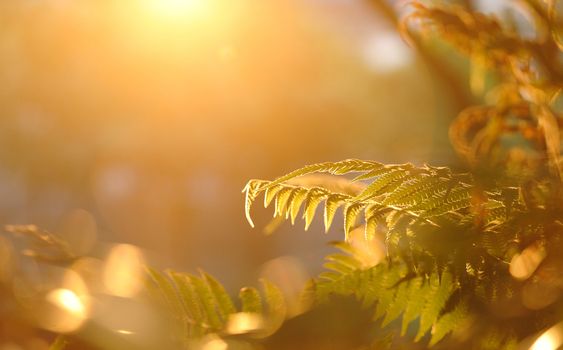 leaf in forest with sunshine