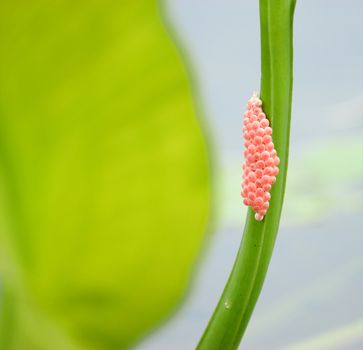 insect eggs, making a group on green plant