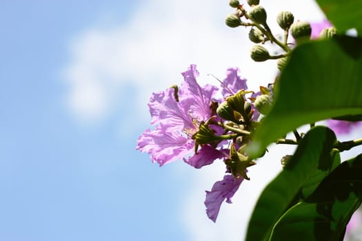 flower with blue sky in a sunny day