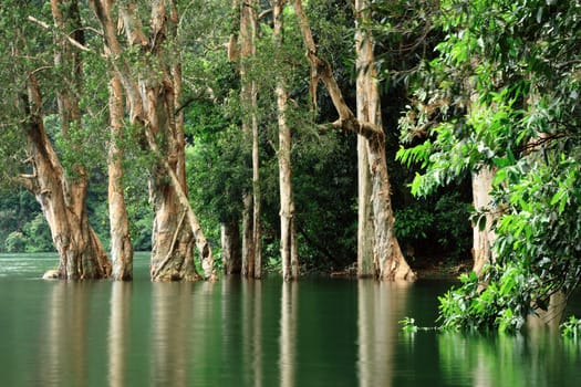 trees reflecting on the water surface