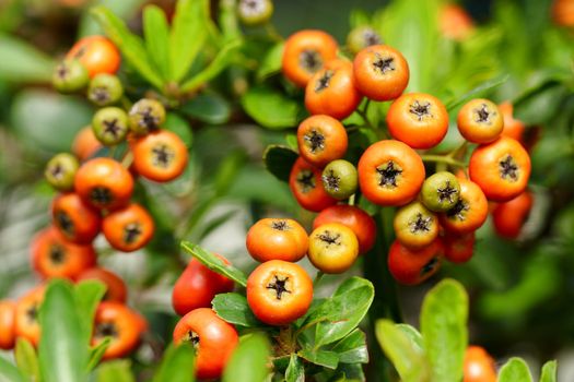 Chinese firethorn with green leaf