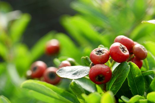 Chinese firethorn with green leaf