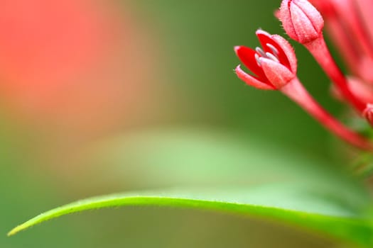 flower and leaf background