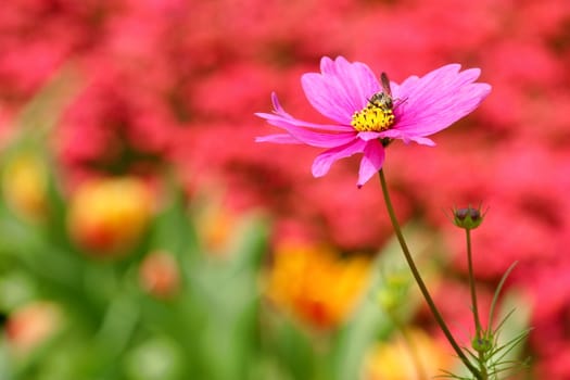 a colourful cosmos flower shot