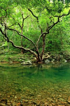 a tree and water in jungle