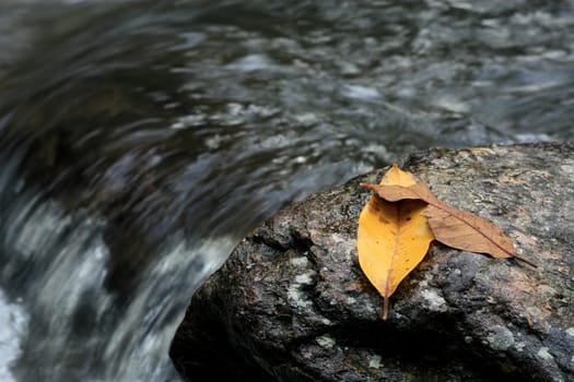 leafs on a rock