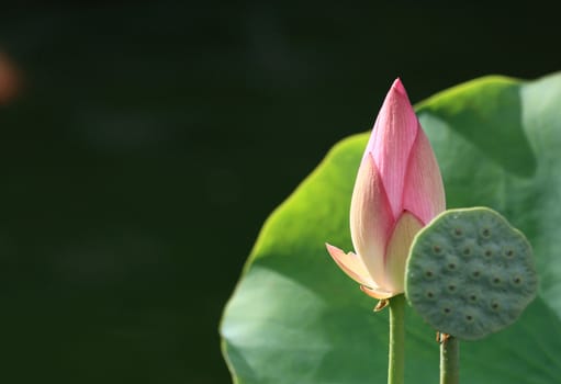 Lotus , with sun light.