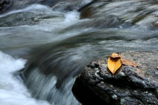 leafs on a rock