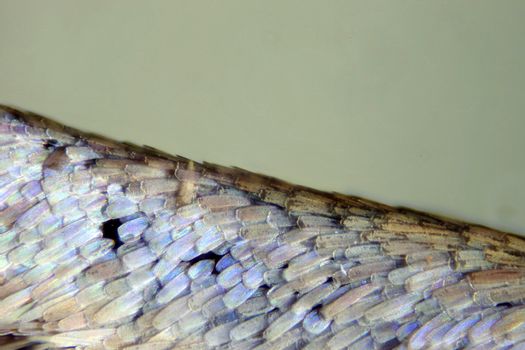 Micrograph of moth insect  using compound microscope. Magnification 400X. Brightfield illumination