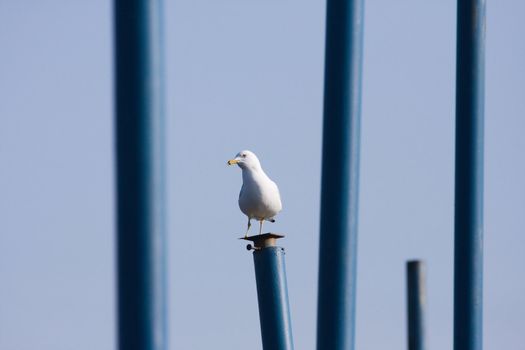 A resting seagull from a hard blowing wind.