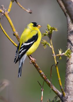 A beautiful Goldfinch perched on a branch.
