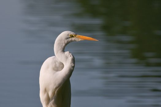 Great Egret fishing.