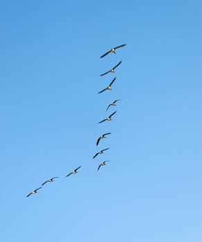 The wedge-like flock of Canadian Geese in flight.
