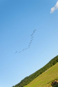 A flock of Canadian Geese going in for landing on an empty field. Angled view.
