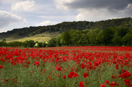 A field of poppies in the Kent countryside