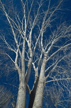 Trees with no leaves and a dark blue sky as background