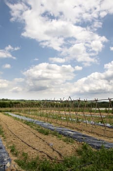 A vegetable garde in the Kent countryside