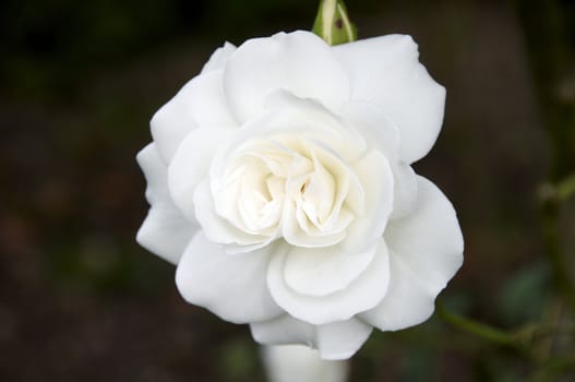 A close up detail of a white rose