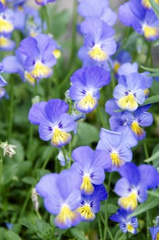 Detail of some blue  and yellow violets