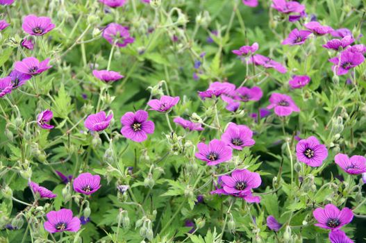 Pink geraniums (cranesbill) with a green background