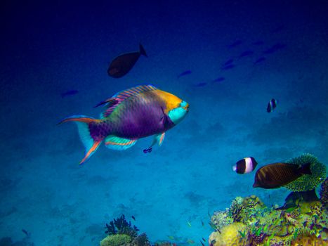 under water world at Maldives blue clear sea