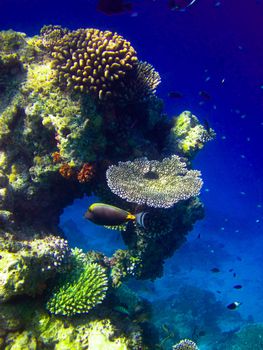 under water world at Maldives blue clear sea