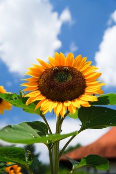 fresh sunflower on blue sky as background