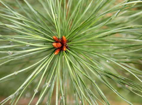 Rain after a long needle pine.