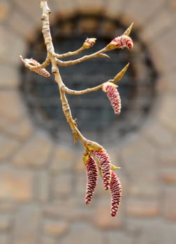 Budding tree in the temple garden.