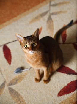 verry cool and wounderful young abyssinian cat photo