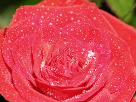 dew drops on a red roses blossom