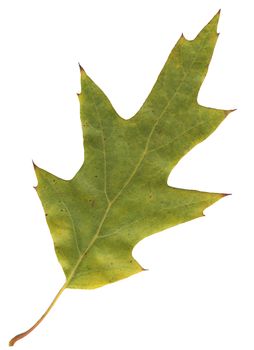 isolated green oak leaf on white background