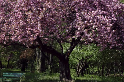 amazing pinkish japanese cherry tree in May, just blossomed