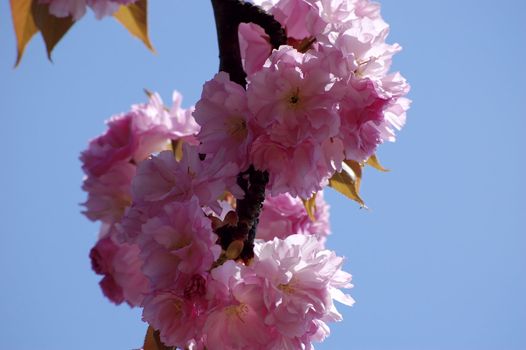 beautiful and fragile japanese cherry flowers on a branch