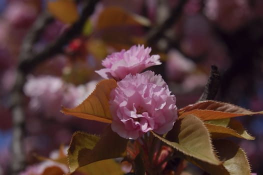 lovely japanese cherry flower, in the park, late spring