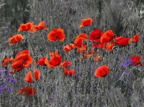 Black and white image of a meadow with red field poppies.