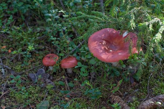 three red russules in the forest
