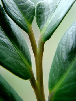 leaves of the zamioculcas,green plant