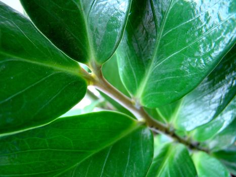 leaves of the zamioculcas,green plant