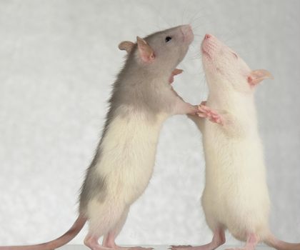 Rats on a white background                                  