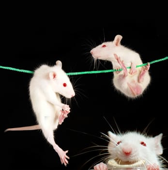 White rat on a black background