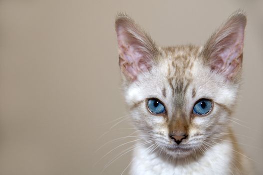A young bengal kitten with a brown background