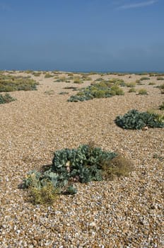 A pebble beach with a clear blue sky