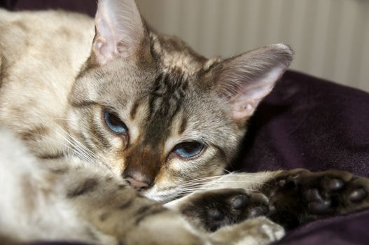 A Bengal kitten laying on a bed trying to sleep