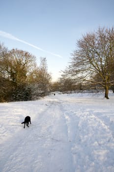 A black dog walking i the snow with trees in the background